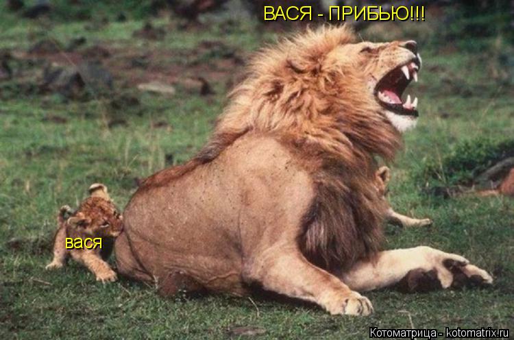 Котоматрица: вася ВАСЯ - ПРИБЬЮ!!!