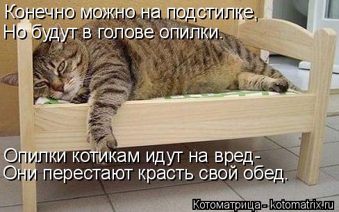 Конечно можно на подстилке, Но будут в голове опилки. Опилки котикам идут на вред- Они перестают крас... Котоматрица: Конечно можно на подстилке, Но будут в голове опилки. Опилки котикам идут на вред- Они перестают красть свой обед.
