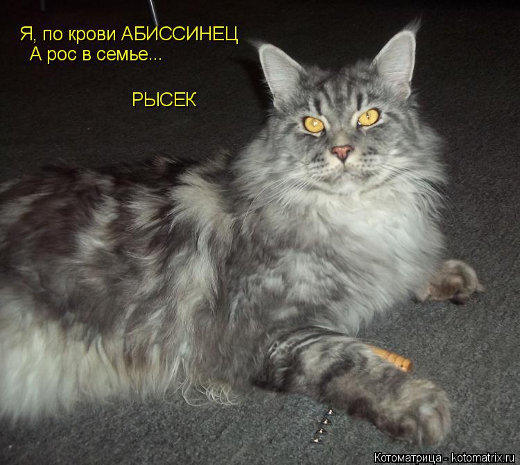 Котоматрица: Я, по крови АБИССИНЕЦ А рос в семье ... РЫСЕК