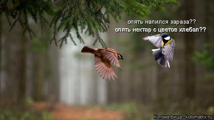 опять напился зараза?? опять нектар с цветов хлебал?? опять нектар с цветов хлебал??... Котоматрица: опять напился зараза?? опять нектар с цветов хлебал?? опять нектар с цветов хлебал??