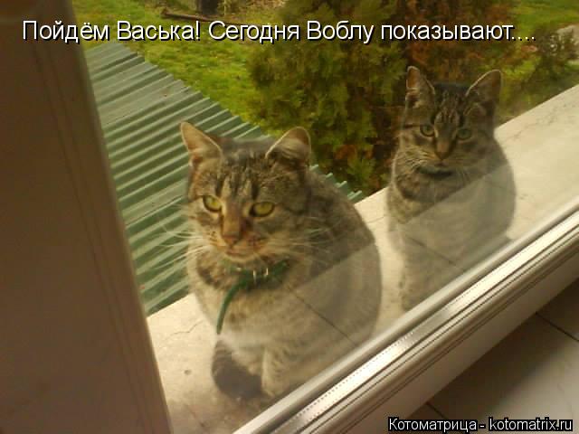 Пойдём Васька! Сегодня Воблу показывают....... Котоматрица: Пойдём Васька! Сегодня Воблу показывают....