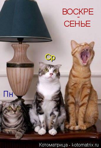 Котоматрица: Пн Ср ВОСКРЕ СЕНЬЕ -