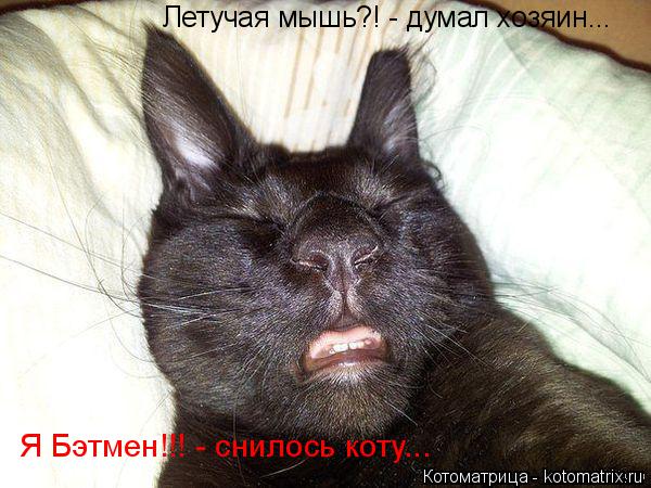 Летучая мышь?! - думал хозяин... Я Бэтмен!!! - снилось коту...... Котоматрица: Летучая мышь?! - думал хозяин... Я Бэтмен!!! - снилось коту...
