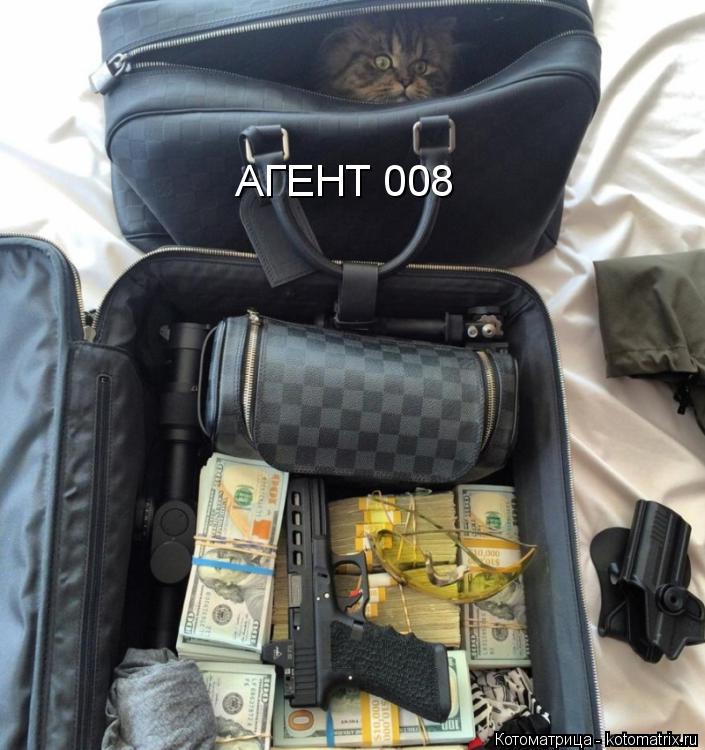 Котоматрица: АГЕНТ 008