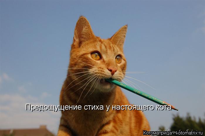 Предощущение стиха у настоящего кота... Котоматрица: Предощущение стиха у настоящего кота