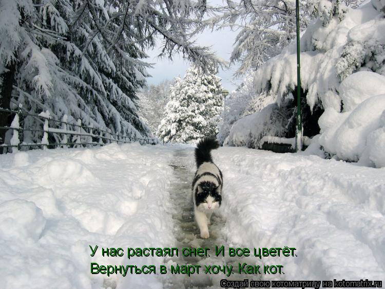 У нас растаял снег. И все цветёт. Вернуться в март хочу. Как кот.... Котоматрица: У нас растаял снег. И все цветёт. Вернуться в март хочу. Как кот.