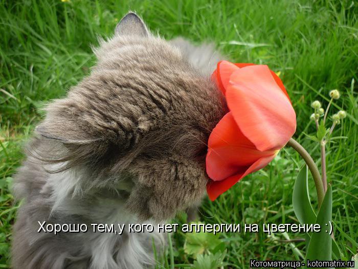 Хорошо тем,у кого нет аллергии на цветение :)... Котоматрица: Хорошо тем,у кого нет аллергии на цветение :)