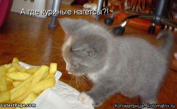 А где куриные нагетсы?!... Котоматрица: А где куриные нагетсы?!