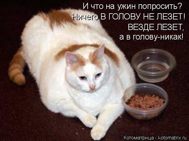 И что на ужин попросить? Ничего В ГОЛОВУ НЕ ЛЕЗЕТ! ВЕЗДЕ ЛЕЗЕТ, а в голову-никак!... Котоматрица: И что на ужин попросить? Ничего В ГОЛОВУ НЕ ЛЕЗЕТ! ВЕЗДЕ ЛЕЗЕТ, а в голову-никак!