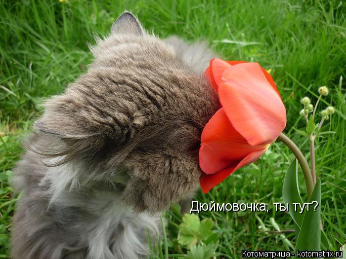 Дюймовочка, ты тут?... Котоматрица: Дюймовочка, ты тут?
