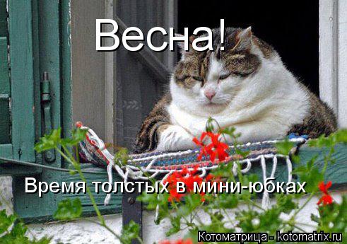 Весна! Время толстых в мини-юбках... Котоматрица: Весна! Время толстых в мини-юбках