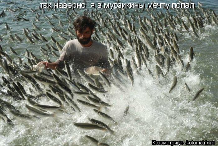 так наверно я в мурзикины мечту попал... Котоматрица: так наверно я в мурзикины мечту попал