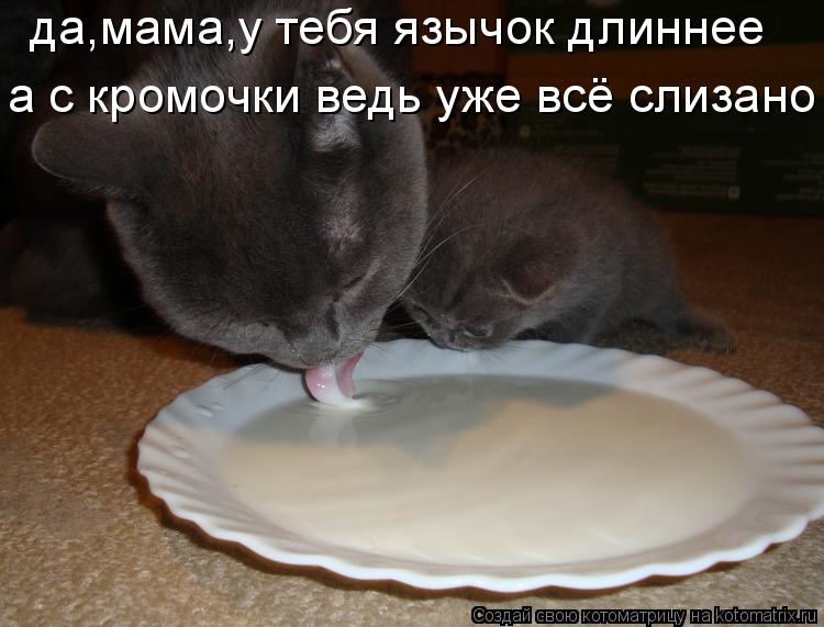 да,мама,у тебя язычок длиннее а с кромочки ведь уже всё слизано... Котоматрица: да,мама,у тебя язычок длиннее а с кромочки ведь уже всё слизано