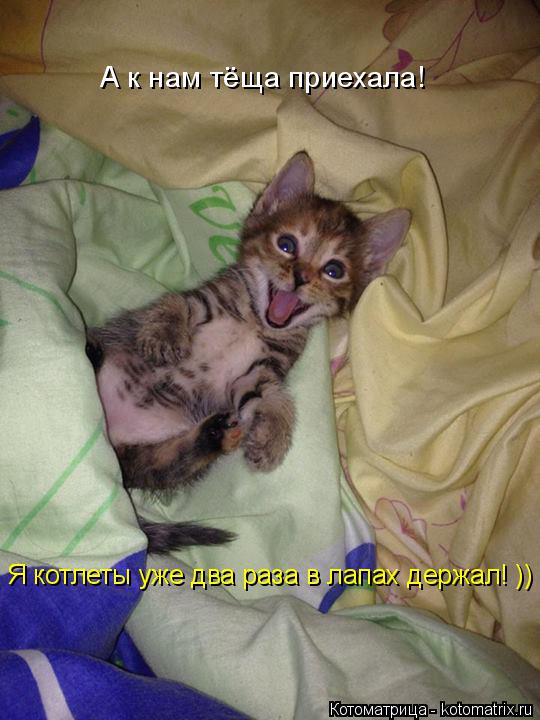 А к нам тёща приехала! Я котлеты уже два раза в лапах держал! ))... Котоматрица: А к нам тёща приехала! Я котлеты уже два раза в лапах держал! ))