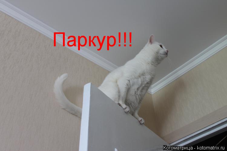 Паркур!!! Паркур!!!... Котоматрица: Паркур!!! Паркур!!!