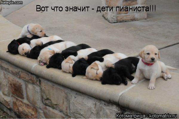 Вот что значит - дети пианиста!!! Вот что значит - дети пианиста!!!... Котоматрица: Вот что значит - дети пианиста!!! Вот что значит - дети пианиста!!!