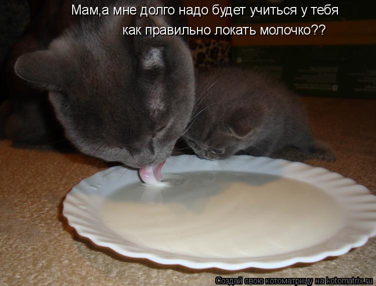 Мам,а мне долго надо будет учиться у тебя как правильно локать молочко??... Котоматрица: Мам,а мне долго надо будет учиться у тебя как правильно локать молочко??