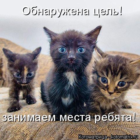 Обнаружена цель! занимаем места ребята!... Котоматрица: Обнаружена цель! занимаем места ребята!