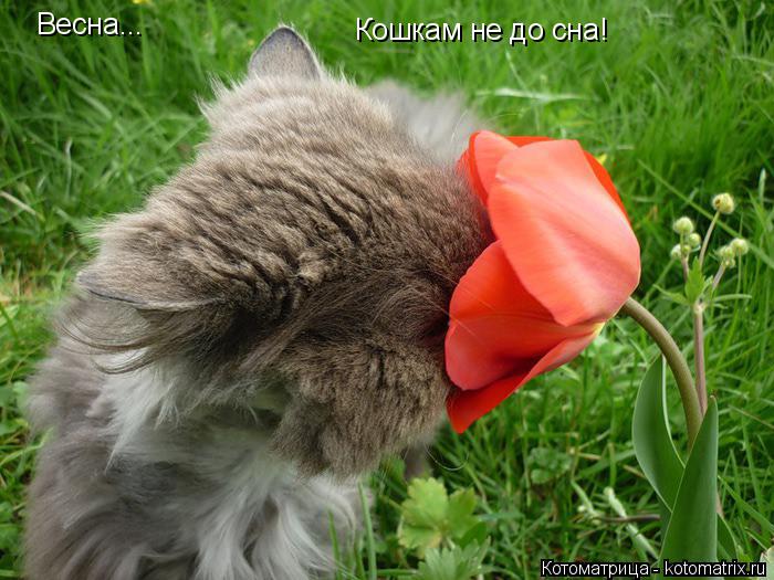 Весна... Кошкам не до сна!... Котоматрица: Весна... Кошкам не до сна!