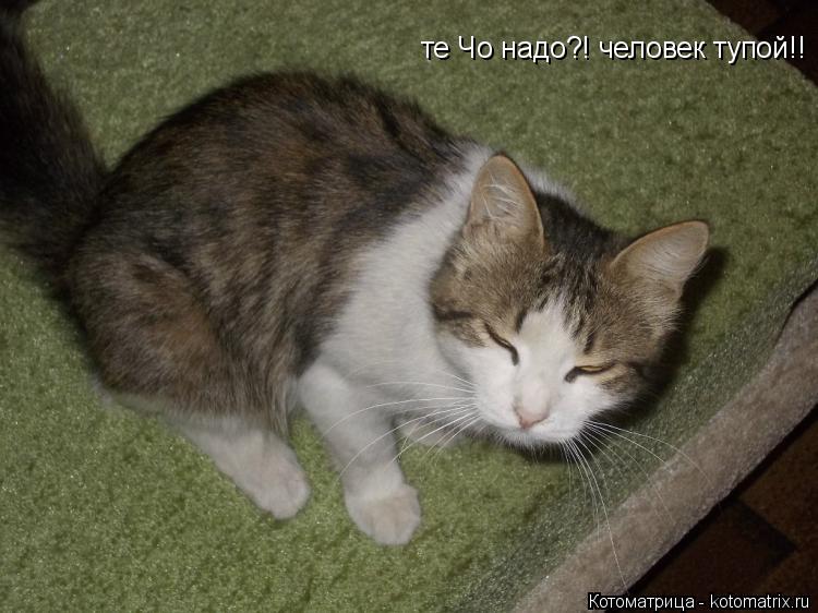 те Чо надо?! человек тупой!!... Котоматрица: те Чо надо?! человек тупой!!