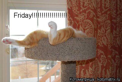 Friday!!!!!!!!!!!!!!!!!!... Котоматрица: Friday!!!!!!!!!!!!!!!!!!