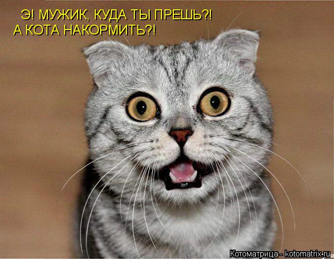 Котоматрица: Э! МУЖИК, КУДА ТЫ ПРЕШЬ?! А КОТА НАКОРМИТЬ?!