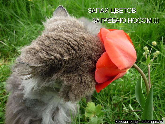 Котоматрица: ЗАПАХ ЦВЕТОВ  ЗАГРЕБАЮ НОСОМ )))