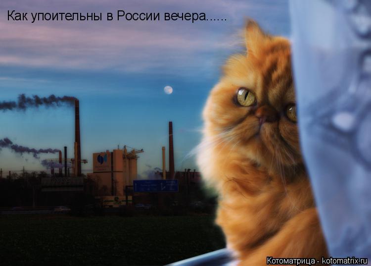 Как упоительны в России вечера......... Котоматрица: Как упоительны в России вечера......