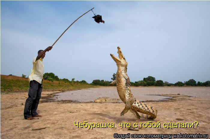 Котоматрица: Чебурашка, что с тобой сделали?