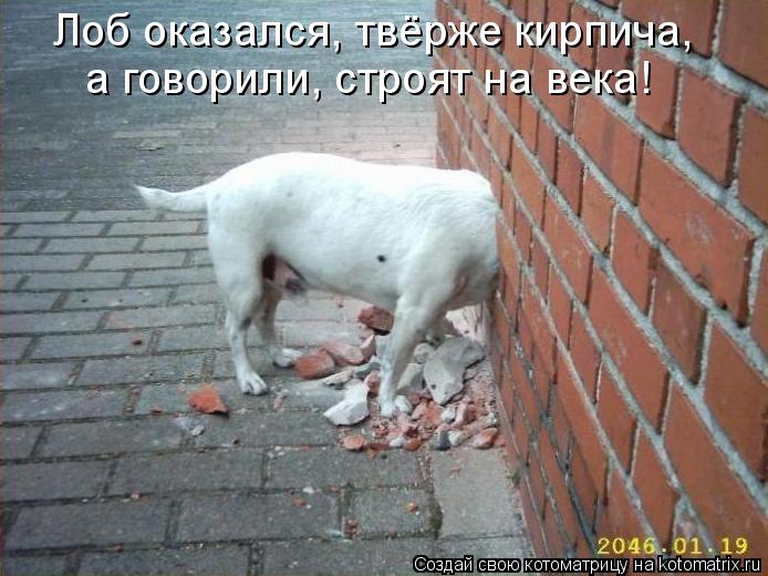 Лоб оказался, твёрже кирпича, а говорили, строят на века!... Котоматрица: Лоб оказался, твёрже кирпича, а говорили, строят на века!