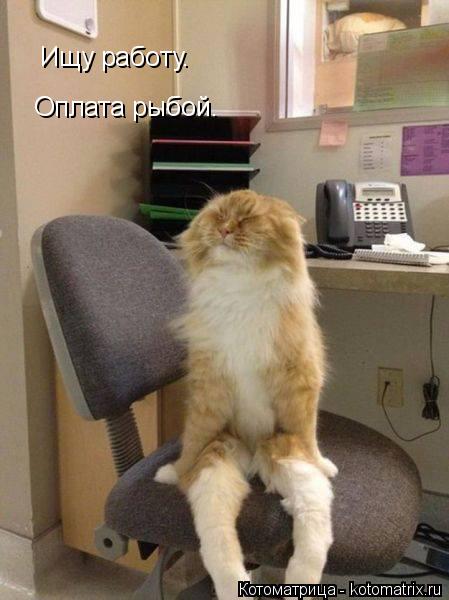 Ищу работу. Оплата рыбой.... Котоматрица: Ищу работу. Оплата рыбой.