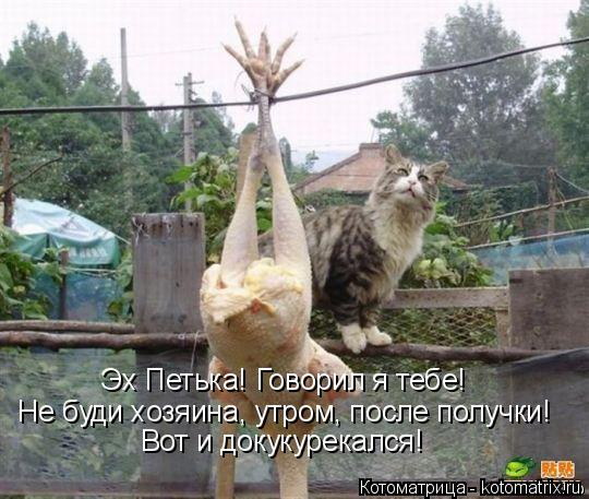Эх Петька! Говорил я тебе! Не буди хозяина, утром, после получки! Вот и докукурекался!... Котоматрица: Эх Петька! Говорил я тебе! Не буди хозяина, утром, после получки! Вот и докукурекался!