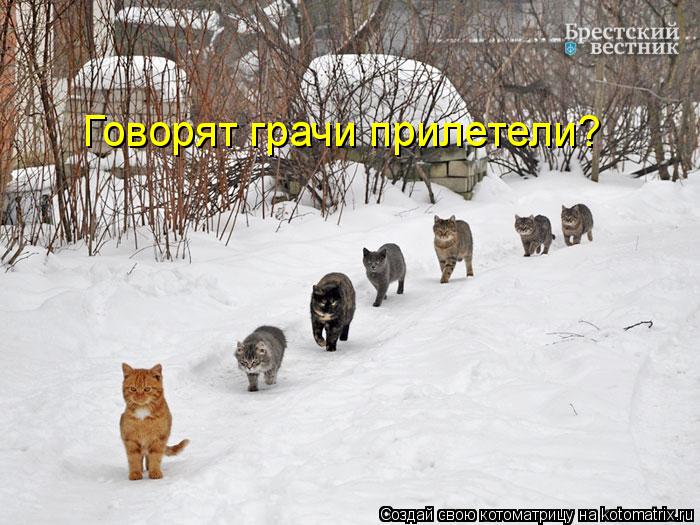 Котоматрица: Говорят грачи прилетели?