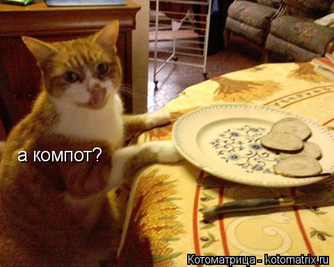 а компот?... Котоматрица: а компот?