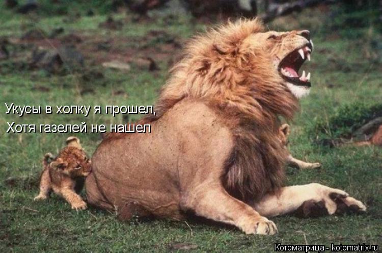 Укусы в холку я прошел, Хотя газелей не нашел... Котоматрица: Укусы в холку я прошел, Хотя газелей не нашел