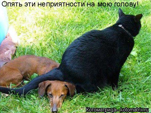 Опять эти неприятности на мою голову!... Котоматрица: Опять эти неприятности на мою голову!