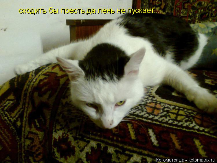 сходить бы поесть,да лень не пускает...... Котоматрица: сходить бы поесть,да лень не пускает...