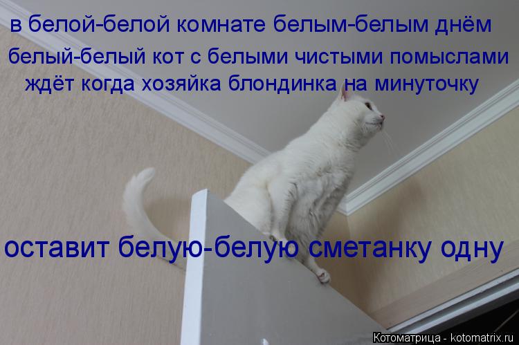 в белой-белой комнате белым-белым днём белый-белый кот с белыми чистыми помыслами ждёт когда хозяйка ... Котоматрица: в белой-белой комнате белым-белым днём белый-белый кот с белыми чистыми помыслами ждёт когда хозяйка блондинка на минуточку оставит белую-