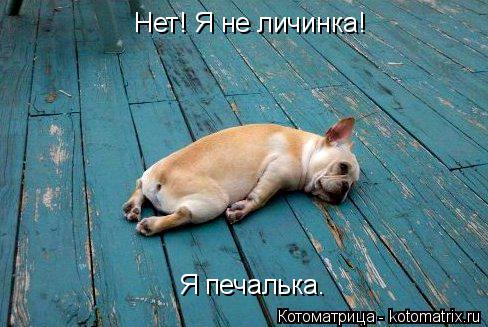 Нет! Я не личинка! Я печалька.... Котоматрица: Нет! Я не личинка! Я печалька.