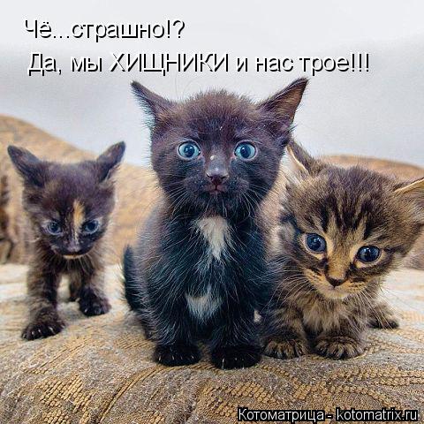 Чё...страшно!? Да, мы ХИЩНИКИ и нас трое!!!... Котоматрица: Чё...страшно!? Да, мы ХИЩНИКИ и нас трое!!!