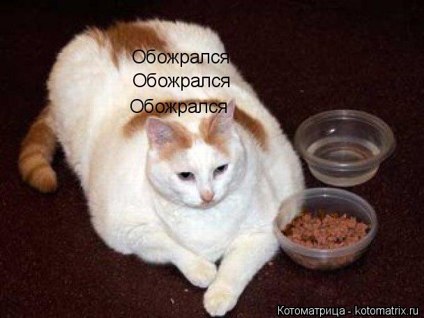 Обожрался Обожрался Обожрался... Котоматрица: Обожрался Обожрался Обожрался