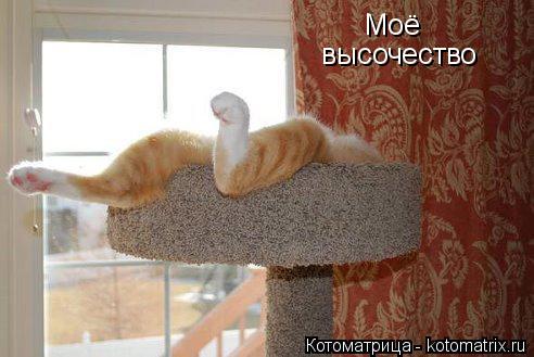 Моё высочество... Котоматрица: Моё высочество