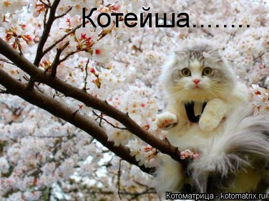 Котейша........... Котоматрица: Котейша........