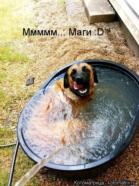 Котоматрица: Ммммм... Маги :D