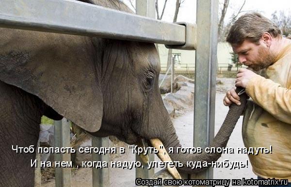 Чтоб попасть сегодня в "Круть", я готов слона надуть! И на нем , когда надую, улететь куда-нибудь!... Котоматрица: Чтоб попасть сегодня в "Круть", я готов слона надуть! И на нем , когда надую, улететь куда-нибудь!