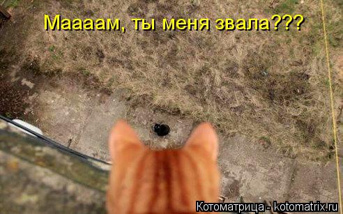 Маааам, ты меня звала???... Котоматрица: Маааам, ты меня звала???
