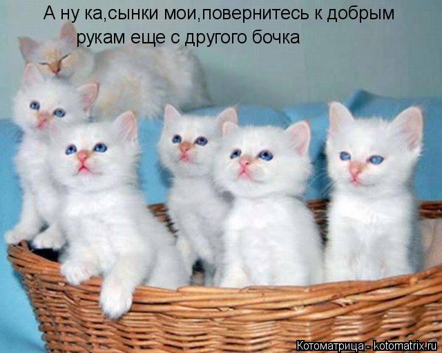 А ну ка,сынки мои,повернитесь к добрым рукам еще с другого бочка... Котоматрица: А ну ка,сынки мои,повернитесь к добрым рукам еще с другого бочка