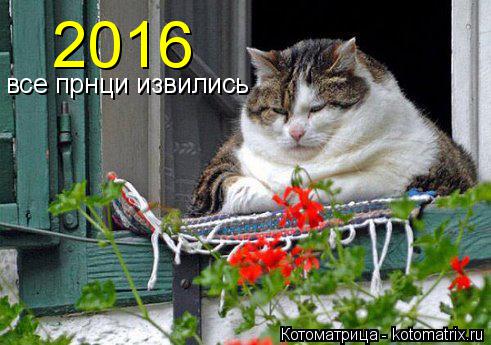 2016 все прнци извились... Котоматрица: 2016 все прнци извились