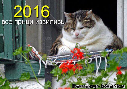 Котоматрица: 2016 все прнци извились