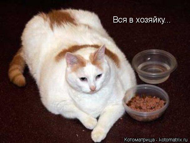 Вся в хозяйку...... Котоматрица: Вся в хозяйку...